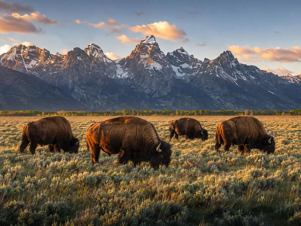 Bisonte che pascola nelle pianure sotto la Teton Range