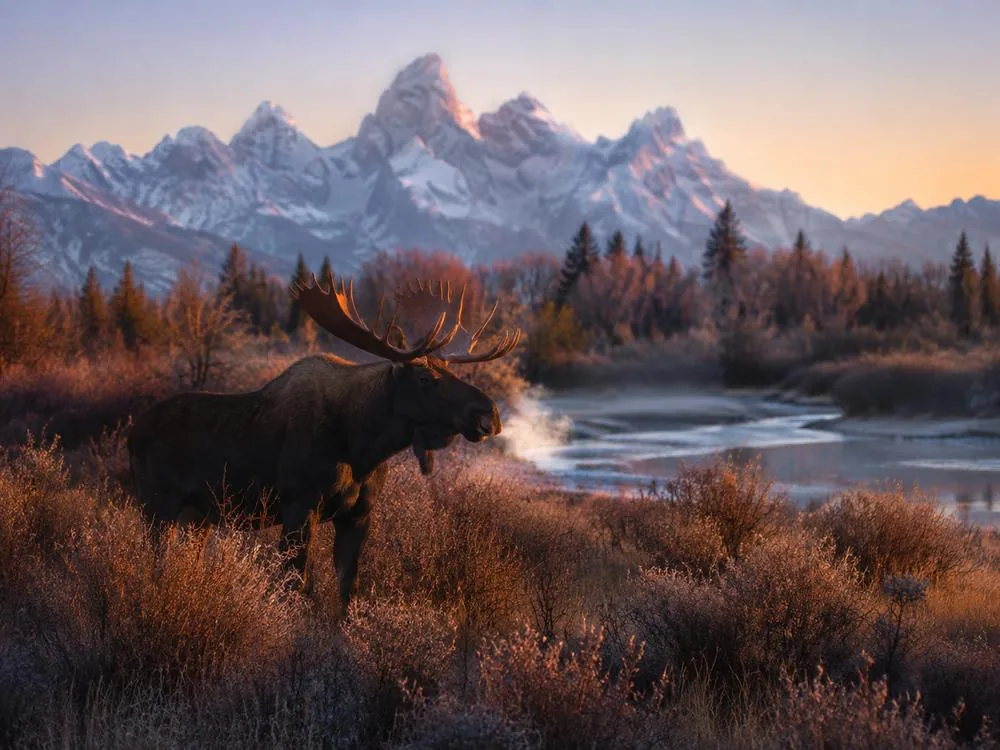 Un alce tra i salici sul fondovalle del Grand Teton National Park